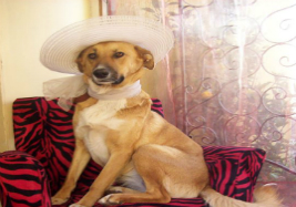 Ladina, es el nombre de la primera perrita que Alejandra adoptó, actualmente comparte el hogar y cuidado con otros cinco. Foto Archivo Personal de Alejandra Orellana