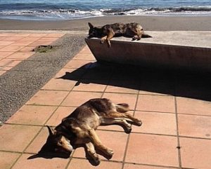 Muchos animales caminan enfermos o en condiciones que evidencian un total abandono, reflejando la irresponsabilidad de las personas. Fuente: La voz regional