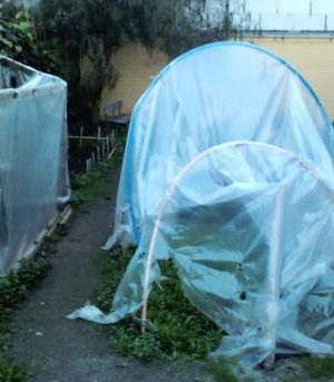 escuela estado de michigan incorpora invernadero en su patio