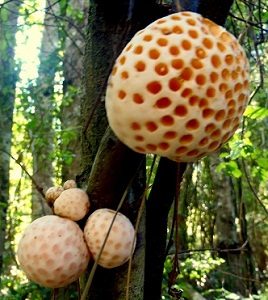 El digüeñe es un hongo típico en la Araucania y con el se pueden hacer diversas preparaciones culinarias. Fuente: El Minchekewün