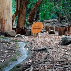 Claro de Bosque Santiago https://www.enne.cl/panoramas/503-bosque-santiago.html
