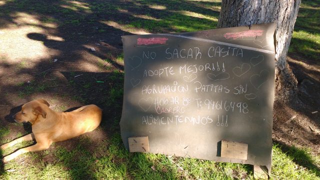 Patitas sin hogar 1