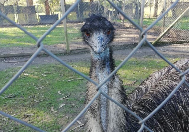 EMU ok